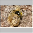 Heriades truncorum - Loecherbiene 01 6mm im Nest.jpg